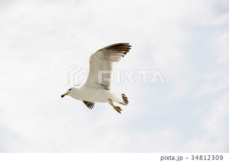 空 鳥 カモメ 34812309