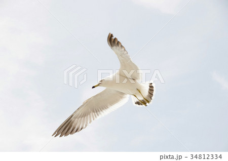 空 鳥 カモメ 34812334