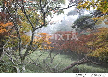 霧の中の森 霧の中の森 34812709