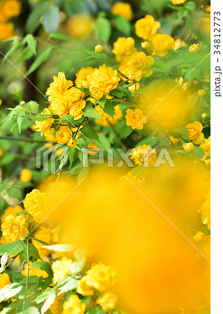 ヤマブキ 34812773