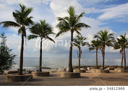 Palm and coconut tree at beach Palm and coconut tree at beach 34812966