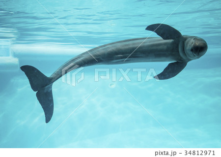 スナメリ スナメリ 34812971