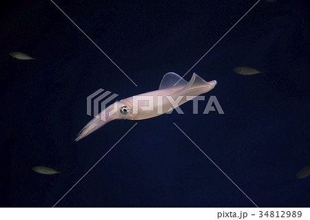 ケンサキイカ 34812989