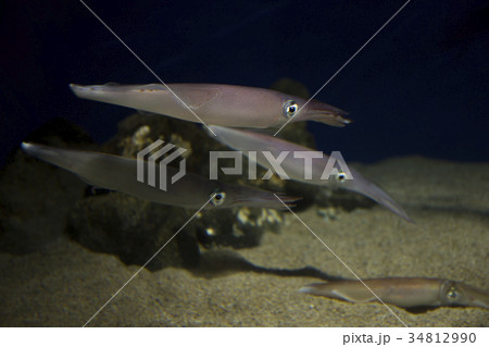 ケンサキイカ 34812990