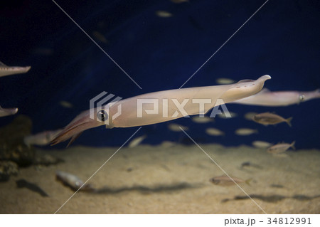 ケンサキイカ 34812991