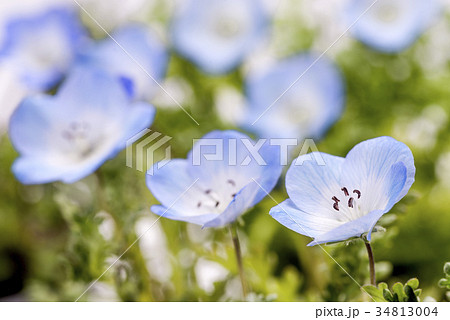 瑠璃唐草の花のアップの写真素材