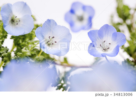 白背景の瑠璃唐草の花の写真素材