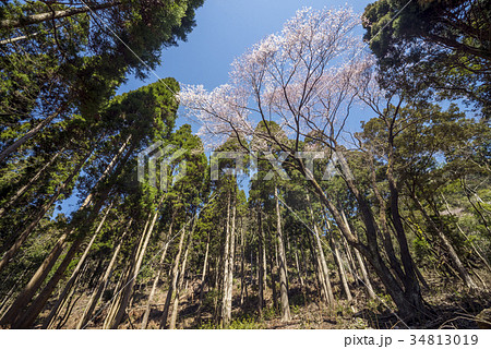 杉林に囲まれた江戸彼岸桜の木 34813019