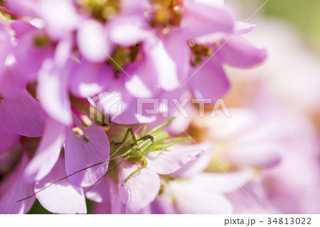 ヒマラヤユキノシタの花にいるヤブキリの幼虫 34813022