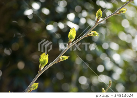 玉ボケをバックに桑の若葉 玉ボケをバックに桑の若葉 34813024