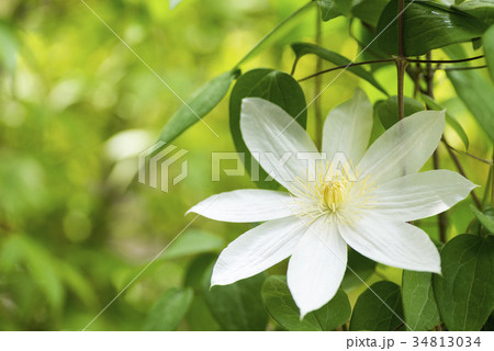 緑の中の白いテッセンの花 34813034