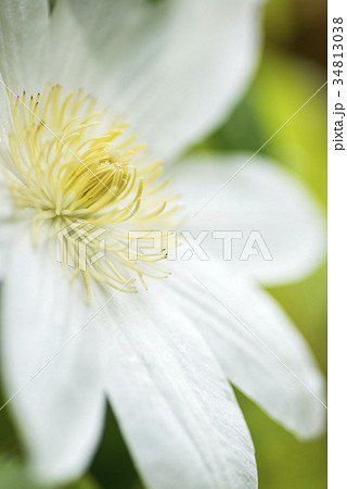 白いテッセンの花のアップ 34813038