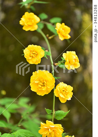 ヤマブキ 34813268