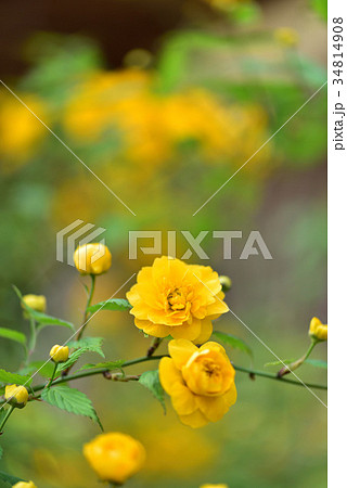 ヤマブキ 34814908