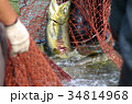 鮭の捕獲 34814968