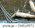 鮭の捕獲 34814971
