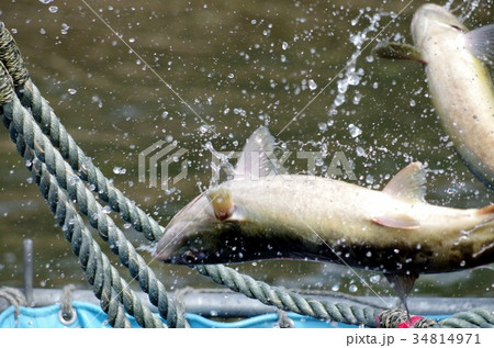 鮭の捕獲 鮭の捕獲 34814971