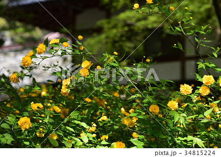 ヤマブキ 34815224