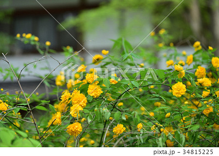 ヤマブキ 34815225