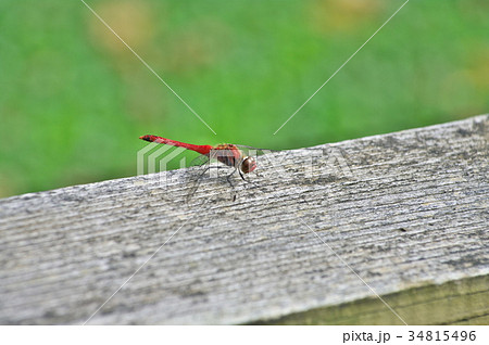 赤とんぼ 赤とんぼ 34815496