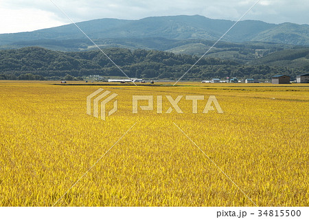 北海道の水田 北海道の水田 34815500