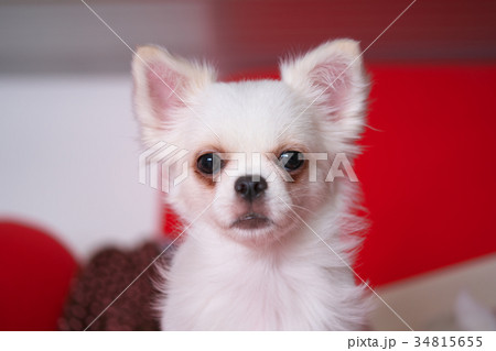 チワワ 34815655