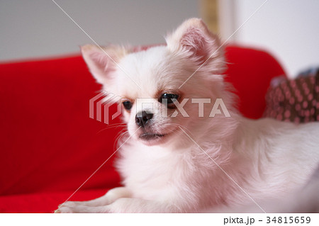 チワワ 34815659