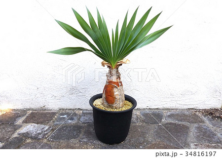 観葉植物、ブーファンの鉢植え 観葉植物、ブーファンの鉢植え 34816197