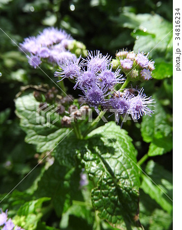 アゲラタムの花言葉は素敵 切り花に 信頼 幸せ 安楽 などの花言葉を添えて贈りたい の写真素材