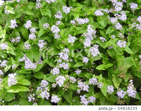 アゲラタムの花言葉は素敵 切り花に 信頼 幸せ 安楽 などの花言葉を添えて贈りたい の写真素材