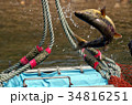 鮭の捕獲 34816251