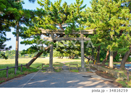 鳥居と松の木 34816259