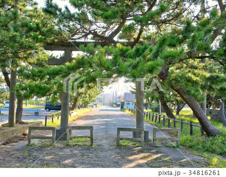 鳥居と松の木 鳥居と松の木 34816261
