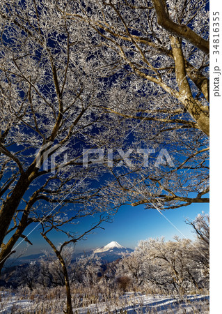 冬の丹沢稜線の樹氷と富士山 34816355