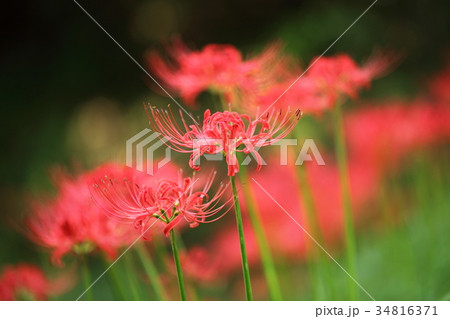 大原の里の曼殊沙華 34816371