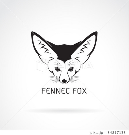 Vector of Fennec fox head on a white background. 34817133