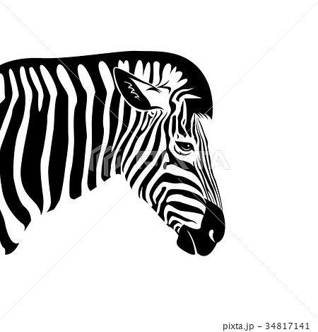 Vector Of An Zebra Head On A White Background のイラスト素材