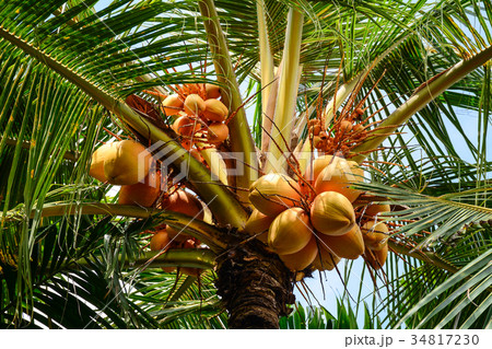Coconut tree and fruits at the plantation in Asia Coconut tree and fruits at the plantation in Asia 34817230