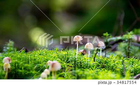 キノコ エコ イメージ キノコ エコ イメージ 34817554