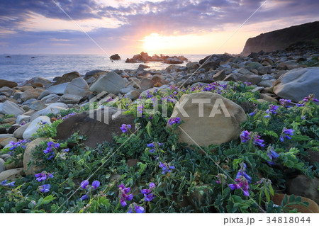 ハマエンドウ咲く犬吠埼 34818044