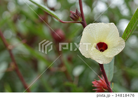 ローゼル 花 ローゼル 花 34818476