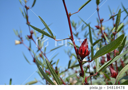 ローゼル 青空 ローゼル 青空 34818478