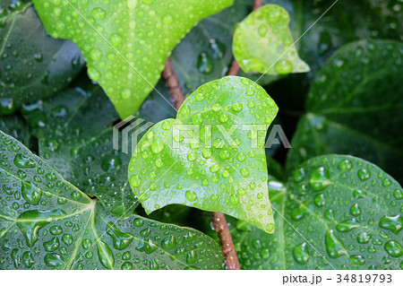 アイビー_水滴_横_クローズアップ 34819793