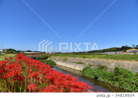 【愛知県】半田市矢勝川のヒガンバナ 34819934