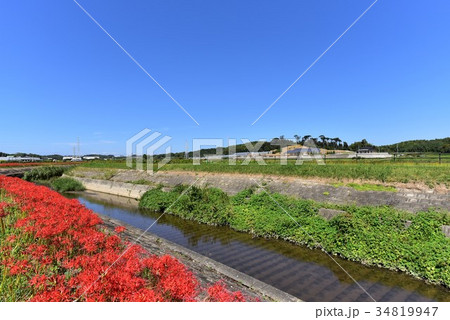 【愛知県】半田市矢勝川のヒガンバナ 【愛知県】半田市矢勝川のヒガンバナ 34819947