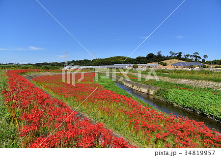 【愛知県】半田市矢勝川のヒガンバナ 34819957