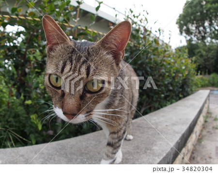 キジシロ猫 キジシロ猫 34820304