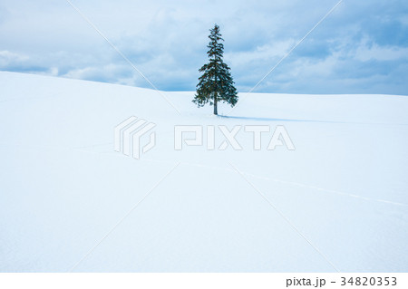 冬の北海道美瑛 クリスマスツリーの木 冬の北海道美瑛 クリスマスツリーの木 34820353