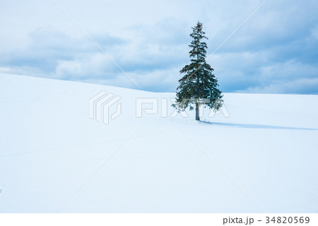 冬の北海道美瑛 クリスマスツリーの木 34820569