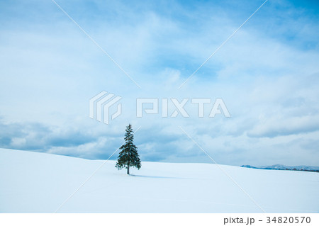冬の北海道美瑛 クリスマスツリーの木 冬の北海道美瑛 クリスマスツリーの木 34820570
